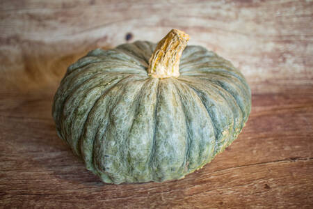 Courge Marina di Chioggia  BIO